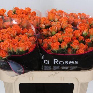 Freshy Hollandse Trosroos “Picanto” | Kleur: Oranje | Lengte ± 70 centimeter | Per 10 verse bloemen