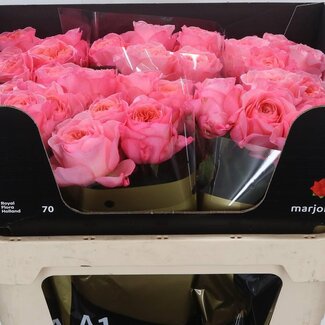 Freshy Grootbloemige Roos XL “Mayfield” | Kleur: Roze | Lengte ± 70 centimeter | Per 10 verse bloemen