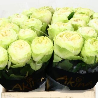 Freshy Rosa White Kahala