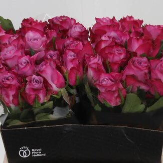 Freshy Grootbloemige Roos “Deep Purple” | Kleur: Roze | Lengte ± 40 centimeter | Per 20 verse bloemen