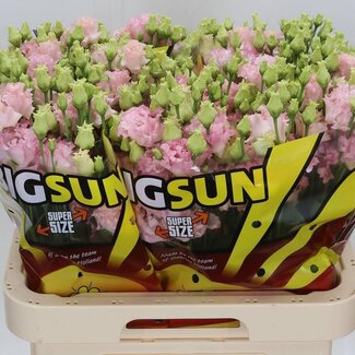 Freshy Eustoma Gevuld Alissa Pink