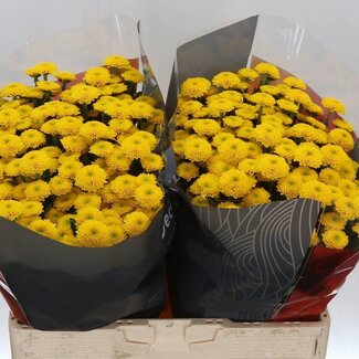 Freshy Chrysant santini Aurinko X L