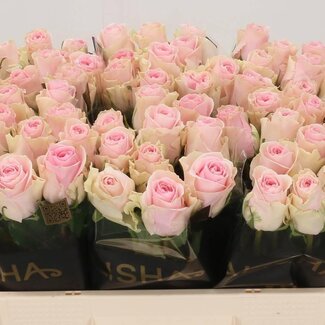 Freshy Grootbloemige Roos “Duchesse” | Kleur: Roze | Lengte ± 50 centimeter | Per 20 verse bloemen