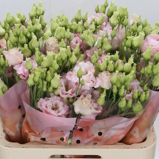 Freshy Eustoma Lisianthus Gevuld “Celeb Queen” | Kleur: Roze | Lengte ± 70 centimeter | Per 10 stelen verse bloemen