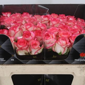 Freshy Rosa Jumilia X L