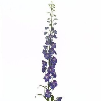 Freshy Delphinium Elatum “Guard Blue” | Kleur: Blauw | Lengte ± 70 centimeter | Per 10 stelen verse bloemen