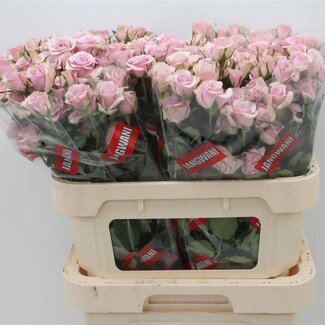 Freshy Hollandse Trosroos “Leila” | Kleur: Paars | Lengte ± 80 centimeter | Per 10 verse bloemen