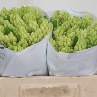 Freshy Hyacinthus Hyacint “China White” | Kleur: Wit | Lengte ± 30 centimeter | Per 25 stelen verse bloemen