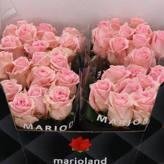 Freshy Rosa Sweet Dolomiti X L