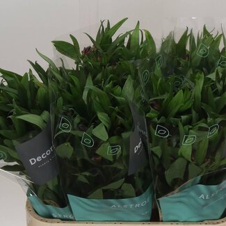 Freshy Alstroemeria “Morado” | Kleur: Paars | Lengte ± 75 centimeter | Per 10 stelen verse bloemen