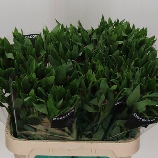 Freshy Alstroemeria Nadya