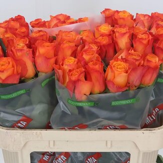 Freshy Grootbloemige Roos “Confidential” | Kleur: Oranje | Lengte ± 70 centimeter | Per 10 verse bloemen
