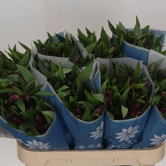 Freshy Alstroemeria Morado