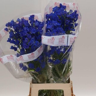 Freshy Delphinium En Jenny Pearl