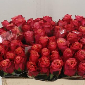 Freshy Grootbloemige Roos “Bogart” | Kleur: Rood | Lengte ± 50 centimeter | Per 20 verse bloemen
