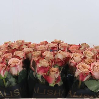 Freshy Grootbloemige Roos “Cappuccino” | Kleur: Roze | Lengte ± 50 centimeter | Per 20 verse bloemen