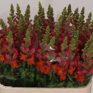 Freshy Antirrhinum Leeuwenbek “Animation Orange” | Kleur: Oranje | Lengte ± 80 centimeter | Per 10 stelen verse bloemen