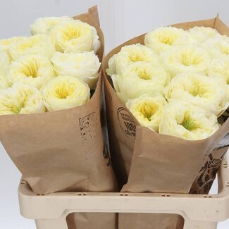 Freshy Grootbloemige Roos “Solsbury Hill” | Kleur: Wit | Lengte ± 60 centimeter | Per 10 verse bloemen