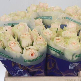 Freshy Grootbloemige Roos “Wedding” | Kleur: Wit | Lengte ± 40 centimeter | Per 20 verse bloemen