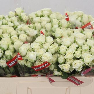 Freshy Hollandse Trosroos “Snowflake” | Kleur: Wit | Lengte ± 50 centimeter | Per 10 verse bloemen