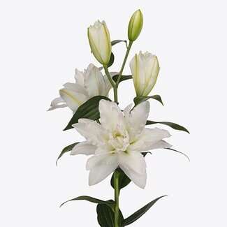 Freshy Lelie Oriental Du Aqua Canova