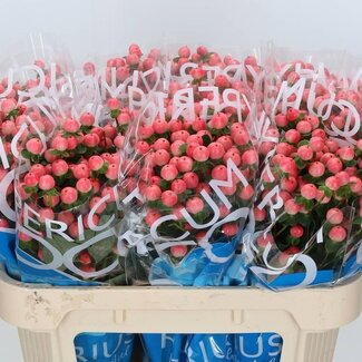 Freshy Hypericum “Coco Tiamo” | Farbe: Orange | Länge ± 70 centimeter | Pro 20 Stiele frische Blumen