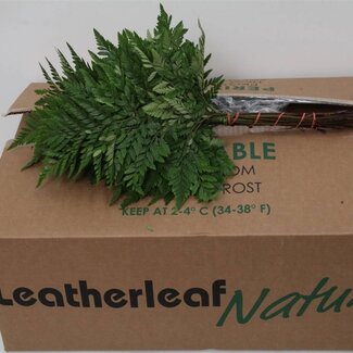 Freshy Rumohra Ledervaren Middel | Kleur: Groen | Lengte ± 50 centimeter | 30 takken per bos | Per 5 bossen