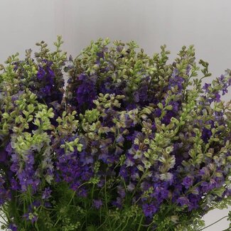 Freshy Consolida R Q Violet Lilac