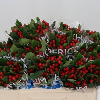 Freshy Hypericum Coco Diablo Vertakt