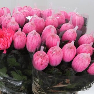 Freshy Chrysanthemum Chrysant Deco “Antonov” | Kleur: Kleurbehandeld Hot Pink | Lengte ± 65 centimeter | Per 10 stelen verse bloemen