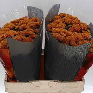 Freshy Chrysant santini Ellison Orange X L