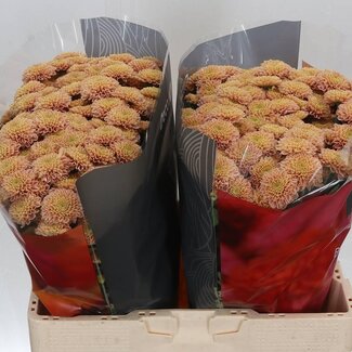 Freshy Chrysant santini Ellison Salmon X L