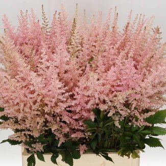 Freshy Astilbe Arendsii “Erika” | Kleur: Roze | Lengte ± 70 centimeter | Per 10 stelen verse bloemen