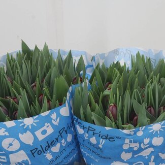 Freshy Tulp dubbel Red Princess