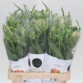 Freshy Franse Tulp “Green Wave” | Kleur: Groen | Lengte ± 60 centimeter | Per 10 verse bloemen