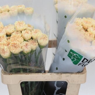 Freshy Hollandse Anjer “Ukelele” | Kleur: Geel | Lengte ± 60 centimeter | Per 20 verse bloemen