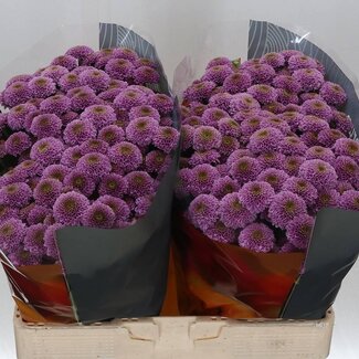 Freshy Chrysanthemum Chrysant Santini XL “Doria” | Kleur: Paars | Lengte ± 55 centimeter | Per 25 stelen verse bloemen