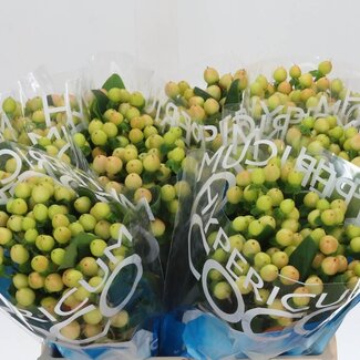 Freshy Hypericum Coco Gelato