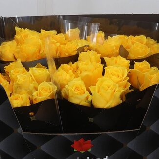 Freshy Rozen “Palmares” | Kleur: Geel | Lengte ± 60 centimeter | Per 10 verse bloemen