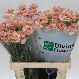 Freshy Lange Anjer “Lady Dayana” | Kleur: Roze | Lengte ± 60 centimeter | Per 20 verse bloemen