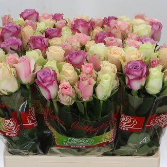 Freshy Rosa Pastel Gemengd in Bos