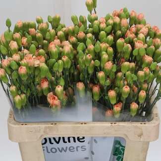 Freshy Trosanjer Kamilly