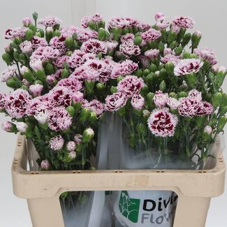 Freshy Trosanjer Enkelbloemig Hollands Fiorino Value