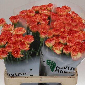 Freshy Hollandse Anjer “Diego” | Kleur: Rood | Lengte ± 60 centimeter | Per 20 verse bloemen