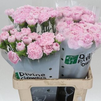 Freshy Hollandse Anjer “Yukari Dress Cherry” | Kleur: Roze | Lengte ± 60 centimeter | Per 20 verse bloemen