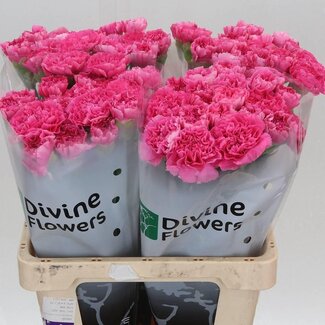 Freshy Hollandse Anjer “Yukari Cerise” | Kleur: Roze | Lengte ± 60 centimeter | Per 20 verse bloemen