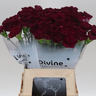 Freshy Hollandse Anjer “Neptune” | Kleur: Paars | Lengte ± 60 centimeter | Per 20 verse bloemen