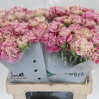 Freshy Hollandse Anjer “Antiqua” | Kleur: Roze | Lengte ± 60 centimeter | Per 20 verse bloemen