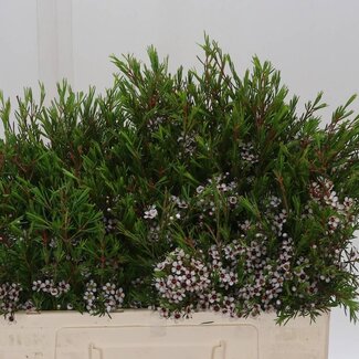 Freshy Chamelaucium Waxflower “Snow Flake” | Kleur: Wit | Lengte ± 50 centimeter | Per 25 verse bloemen