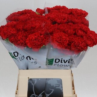 Freshy Hollandse Anjer “Grandsole” | Kleur: Rood | Lengte ± 60 centimeter | Per 20 verse bloemen